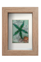 Estrella de mar verde
