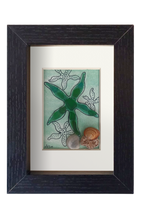 Estrella de mar verde